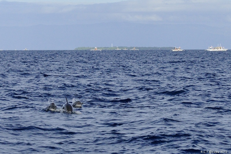 2012-CEBU菲律賓宿霧薄荷島-海豚迷蹤-D3+D300S (22)