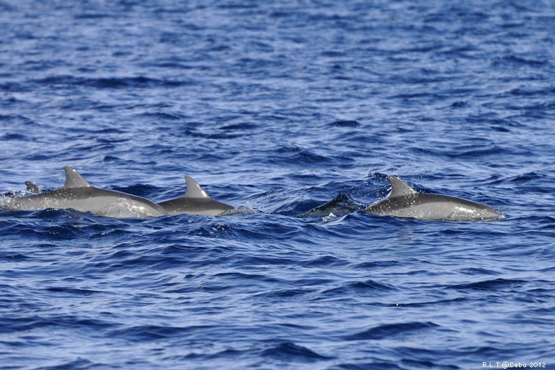 2012-CEBU菲律賓宿霧薄荷島-海豚迷蹤-D3+D300S (25)