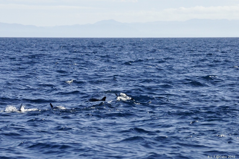 2012-CEBU菲律賓宿霧薄荷島-海豚迷蹤-D3+D300S (26)