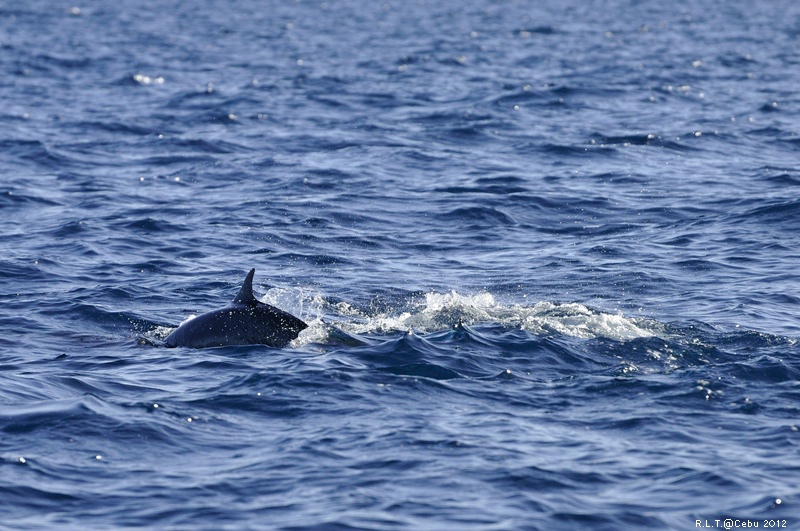 2012-CEBU菲律賓宿霧薄荷島-海豚迷蹤-D3+D300S (27)