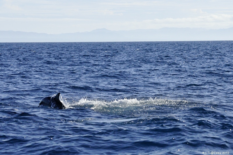 2012-CEBU菲律賓宿霧薄荷島-海豚迷蹤-D3+D300S (29)