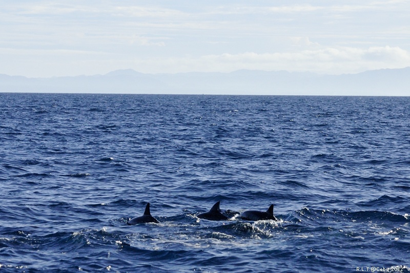 2012-CEBU菲律賓宿霧薄荷島-海豚迷蹤-D3+D300S (31)