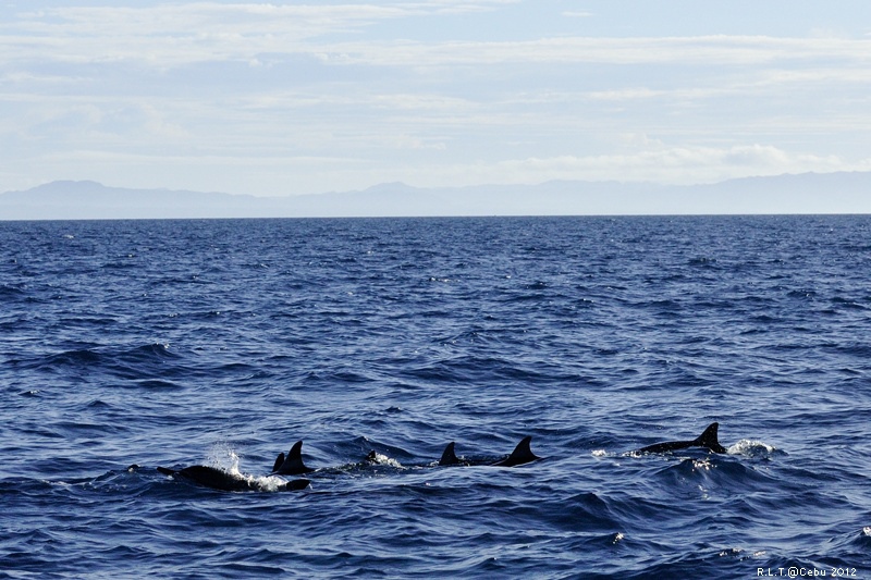 2012-CEBU菲律賓宿霧薄荷島-海豚迷蹤-D3+D300S (32)