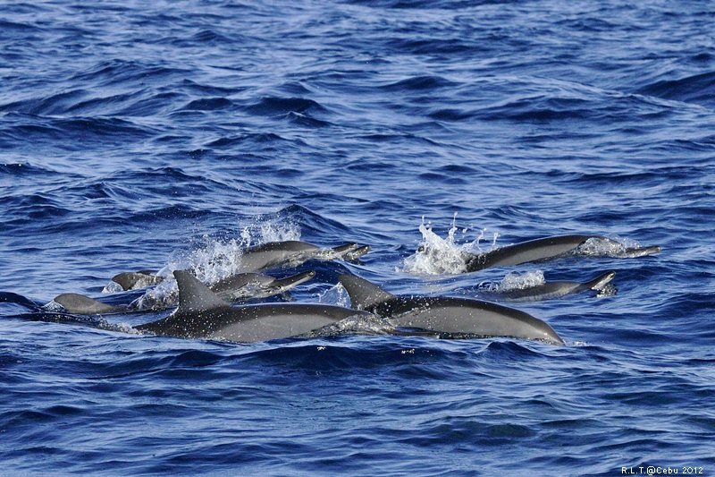 2012-CEBU菲律賓宿霧薄荷島-海豚迷蹤-D3+D300S (34)