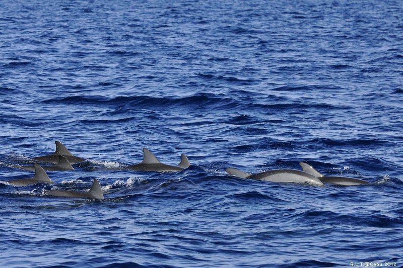 2012-CEBU菲律賓宿霧薄荷島-海豚迷蹤-D3+D300S (35)