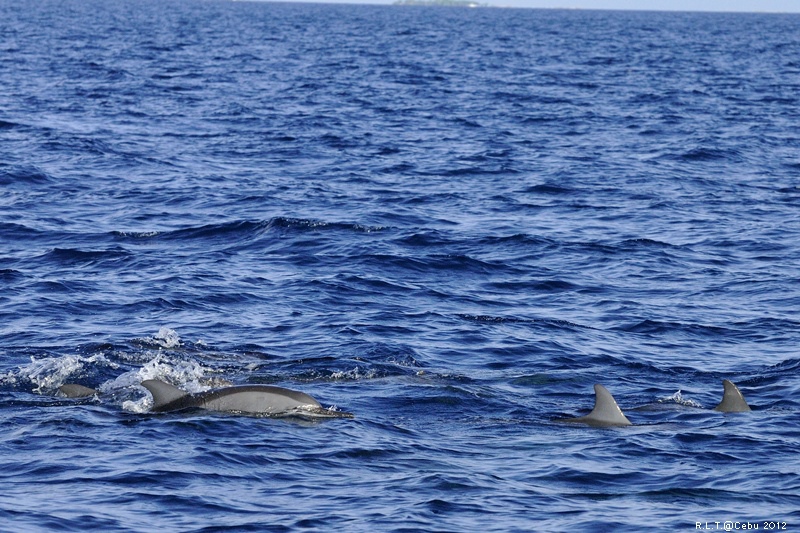 2012-CEBU菲律賓宿霧薄荷島-海豚迷蹤-D3+D300S (36)