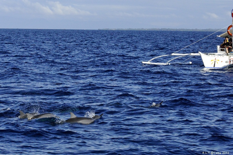 2012-CEBU菲律賓宿霧薄荷島-海豚迷蹤-D3+D300S (37)