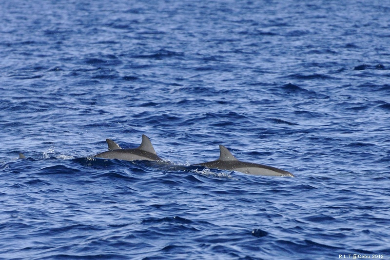 2012-CEBU菲律賓宿霧薄荷島-海豚迷蹤-D3+D300S (42)