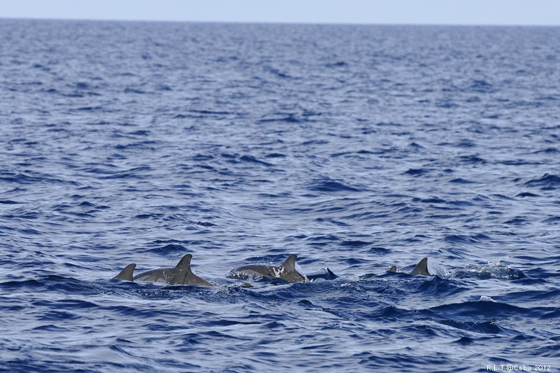 2012-CEBU菲律賓宿霧薄荷島-海豚迷蹤-D3+D300S (43)