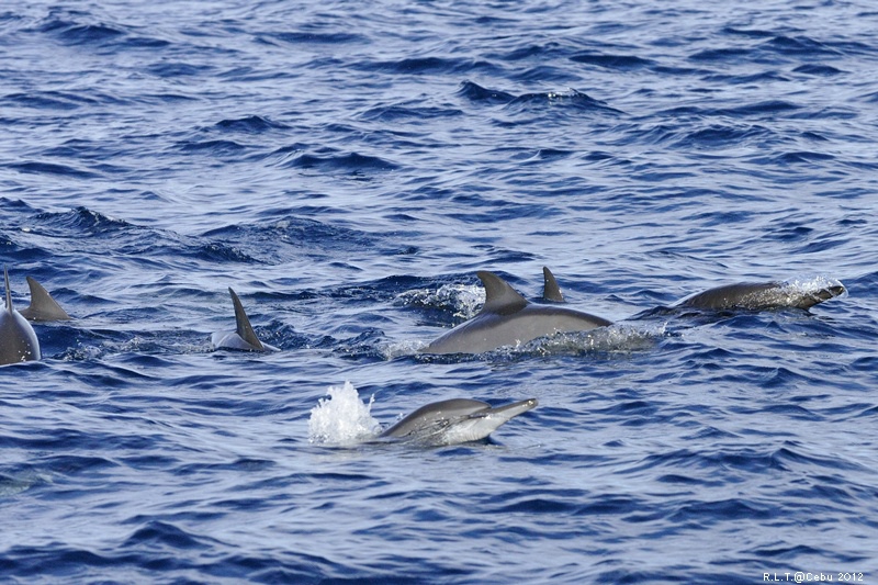 2012-CEBU菲律賓宿霧薄荷島-海豚迷蹤-D3+D300S (44)