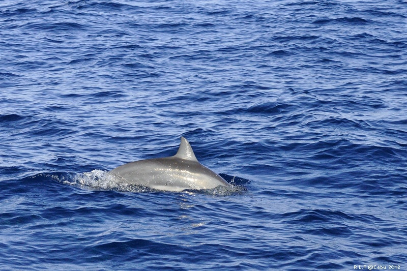 2012-CEBU菲律賓宿霧薄荷島-海豚迷蹤-D3+D300S (46)