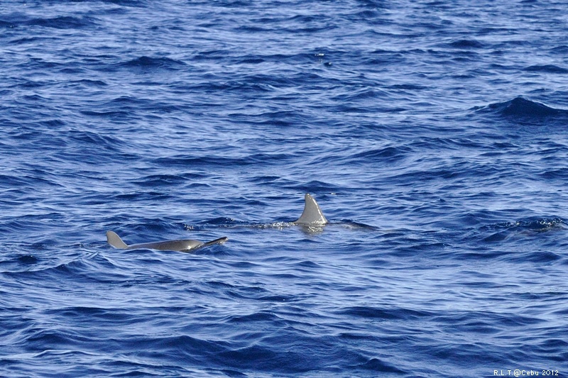 2012-CEBU菲律賓宿霧薄荷島-海豚迷蹤-D3+D300S (47)