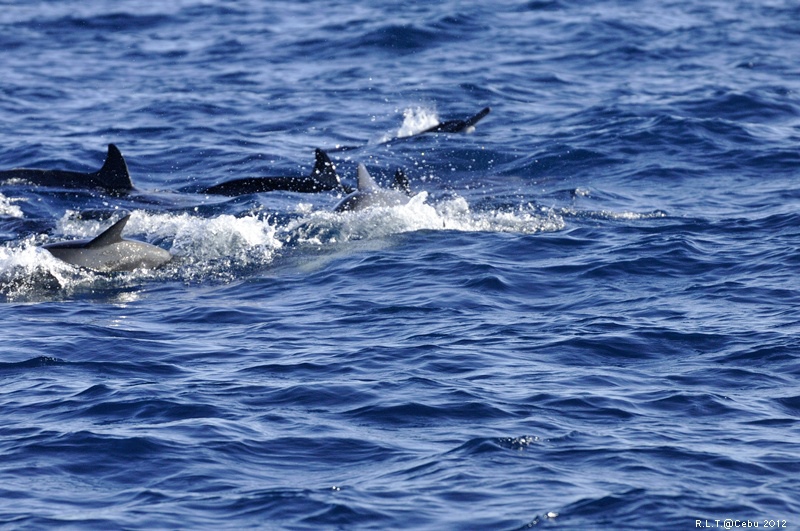 2012-CEBU菲律賓宿霧薄荷島-海豚迷蹤-D3+D300S (49)
