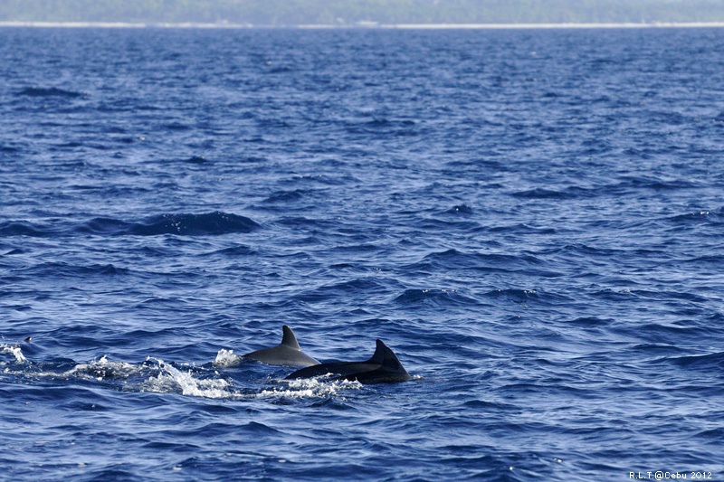 2012-CEBU菲律賓宿霧薄荷島-海豚迷蹤-D3+D300S (51)