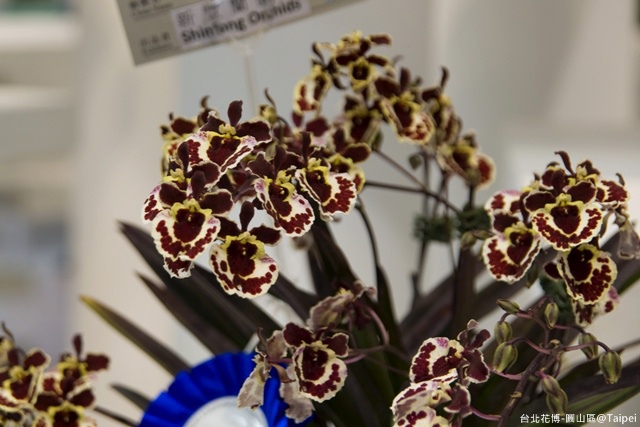 台北花博圓山。爭豔館-蘭花展_127.jpg