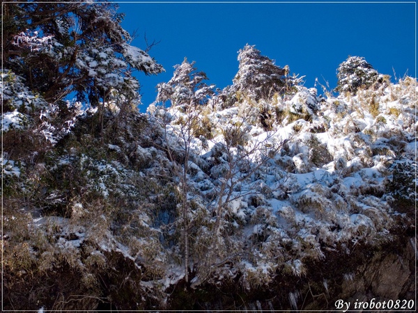 合歡山2010格友衝_65.jpg