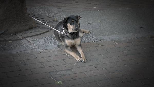 你跟小黑真的好配
