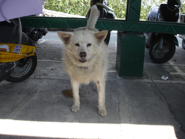 TNUA Dogs 025.jpg TNUA Dogs 025.jpg