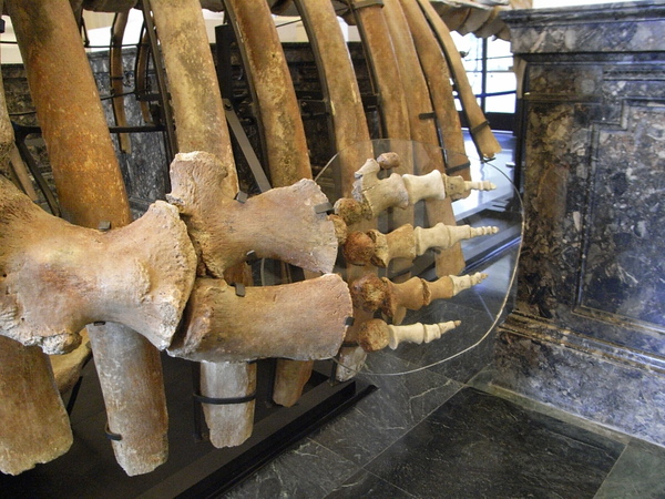 像手掌的魚鰭 像手掌的魚鰭