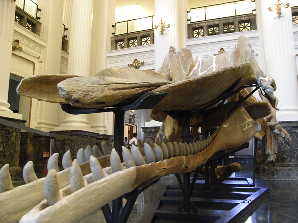 好長一排牙齒 好長一排牙齒