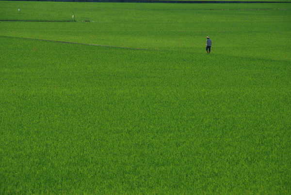 這位阿伯的田地應該很大