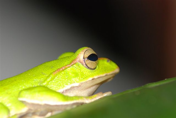 光線好一些,構圖也好一些,但那被後的白幕,是誰!?