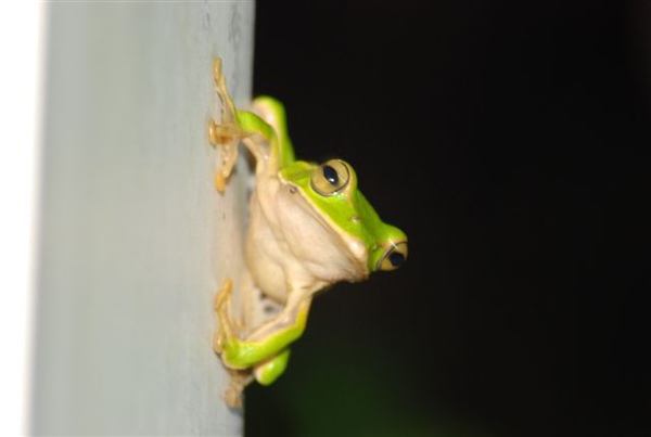塑膠門板上的翡翠,姿勢一百