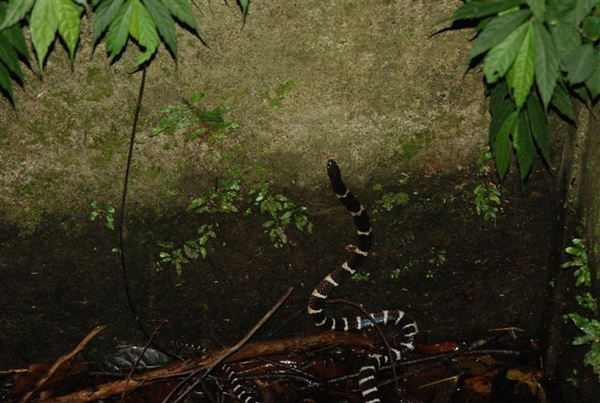 意外現身的帥蛇!