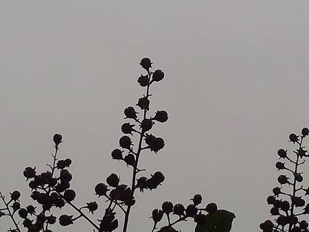 20131127_162717.jpg 20131127_162717.jpg