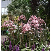 Auckland Winter garden Auckland Winter garden