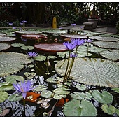Auckland Winter garden Auckland Winter garden