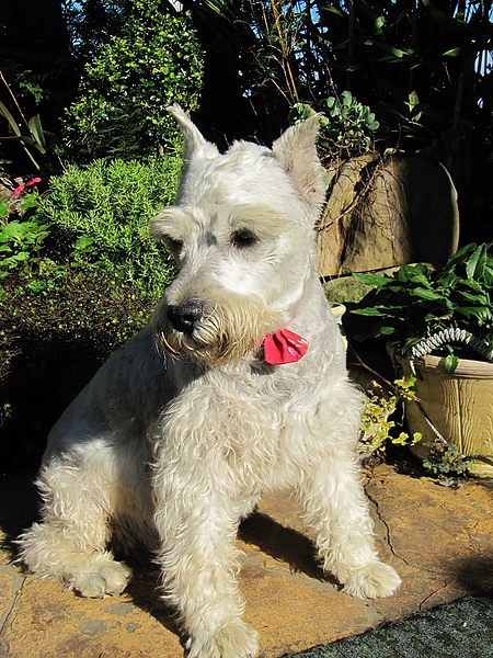 東勢大雪山 (236).jpg