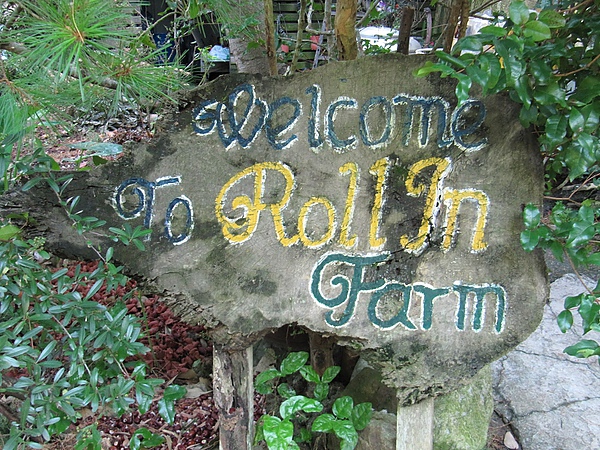 東勢大雪山 (230).jpg