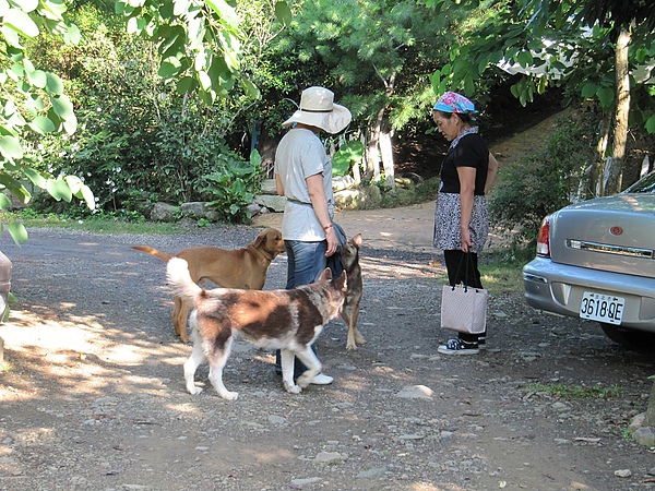 東勢大雪山 (225).jpg