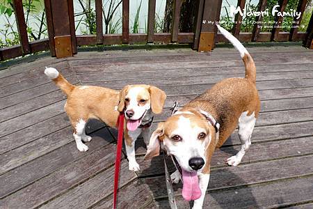 mdr0309-003 mdr0309-003