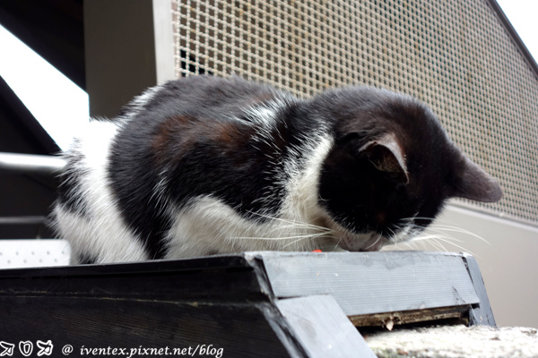 【新北。游记】猴硐猫咪VS基隆黄色小鸭,耍萌