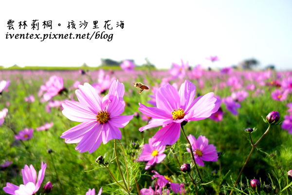 00_雲林莿桐孩沙里花海