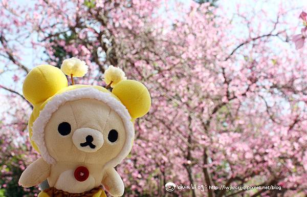IMG_4979 IMG_4979
