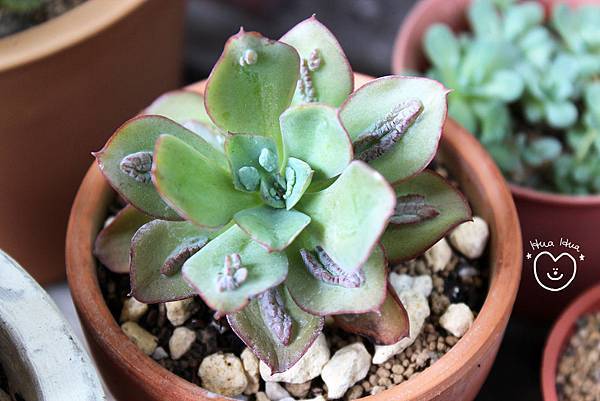 IMG_9264.JPG IMG_9264.JPG