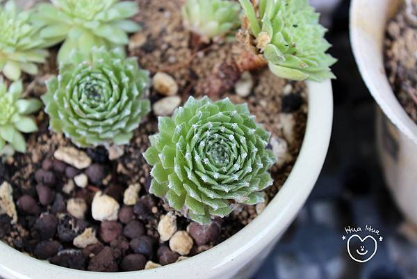 IMG_9266.JPG IMG_9266.JPG