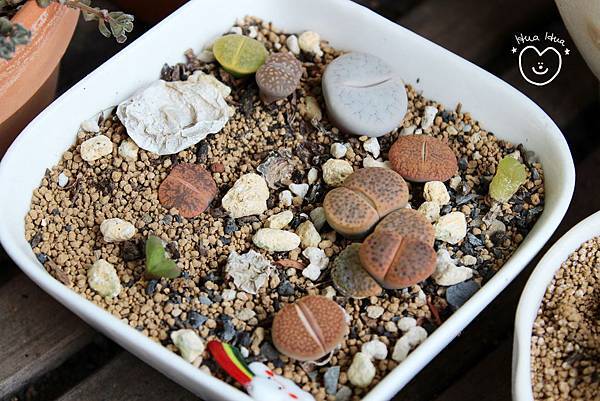 IMG_9267.JPG IMG_9267.JPG