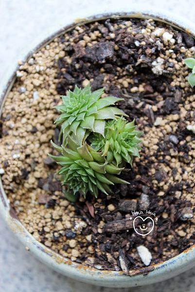 IMG_9268.JPG IMG_9268.JPG