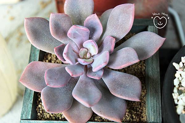 IMG_9269.JPG IMG_9269.JPG