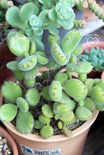 IMG_9270.JPG IMG_9270.JPG