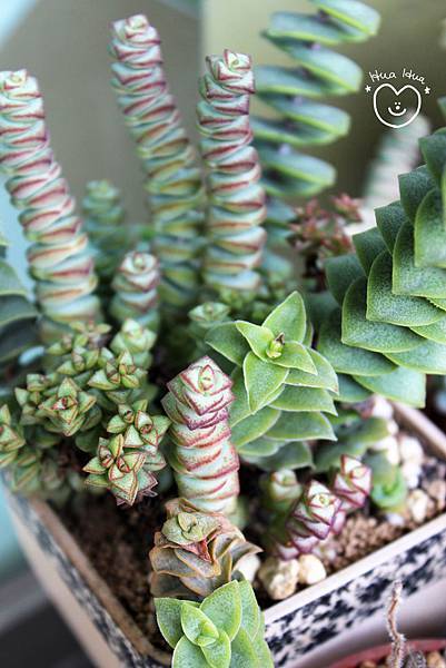 IMG_9271.JPG IMG_9271.JPG