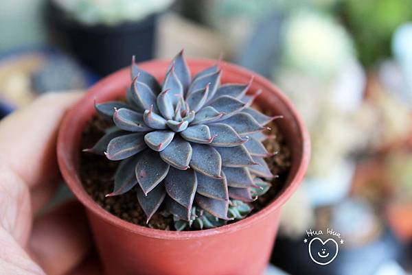 IMG_9272.JPG IMG_9272.JPG