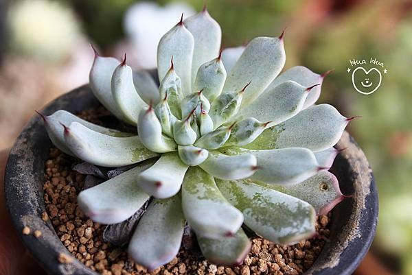 IMG_9273.JPG IMG_9273.JPG