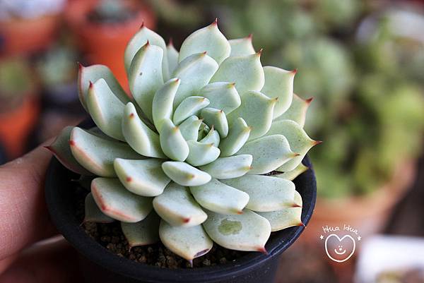 IMG_9274.JPG IMG_9274.JPG