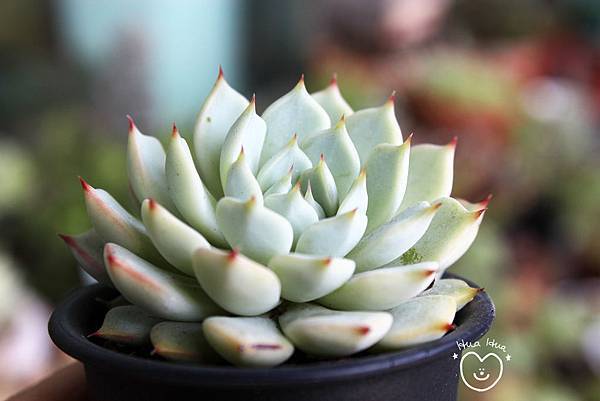 IMG_9275.JPG IMG_9275.JPG