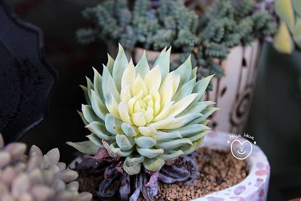 IMG_9276.JPG IMG_9276.JPG